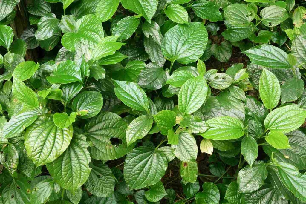 Wild Betel Leaf (Piper_sarmentosum) northern thai food ingredient