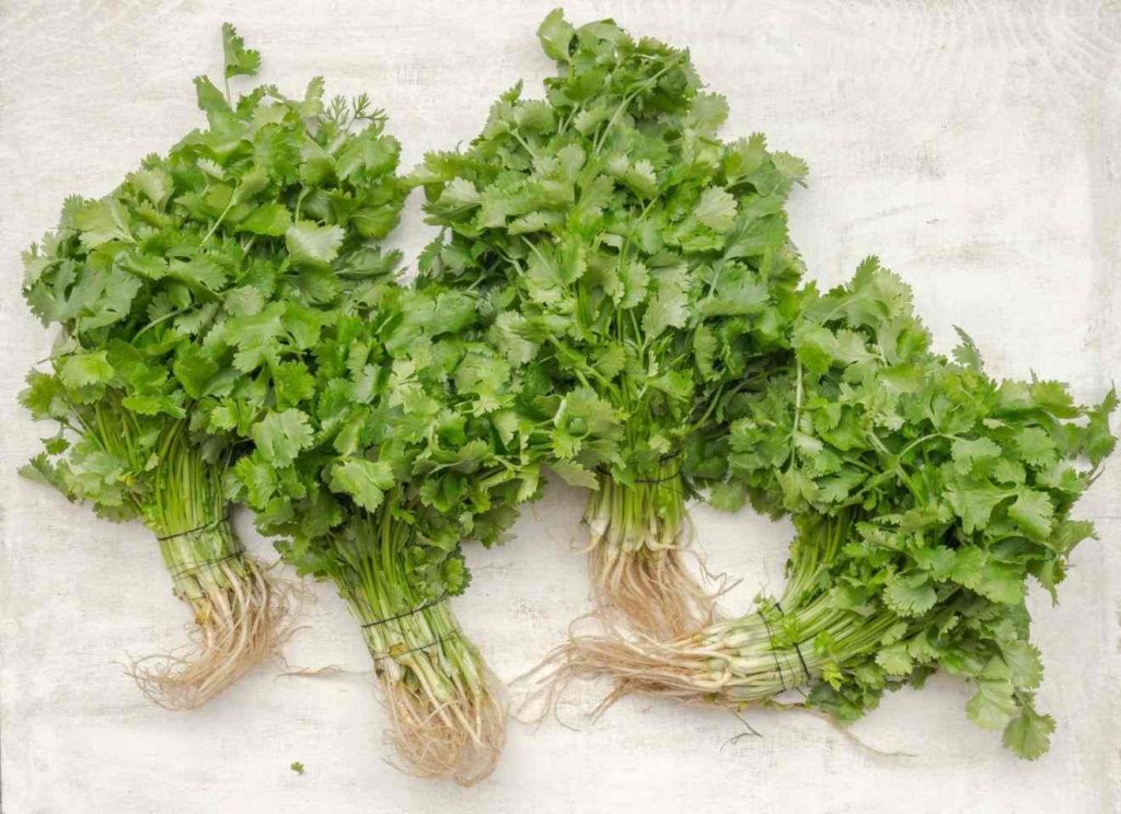 cilantro root rak pak chee