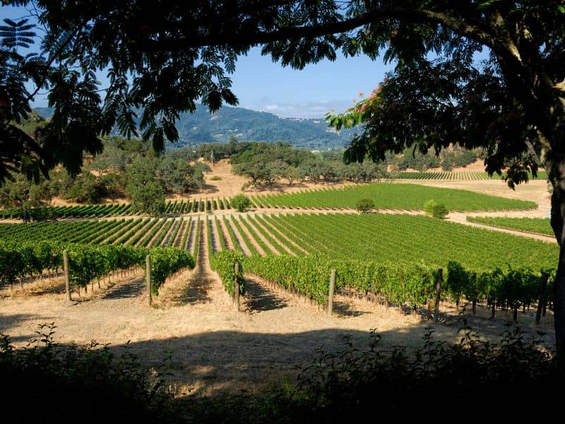 Best Time to Visit Napa Valley [Month by Month Guide]