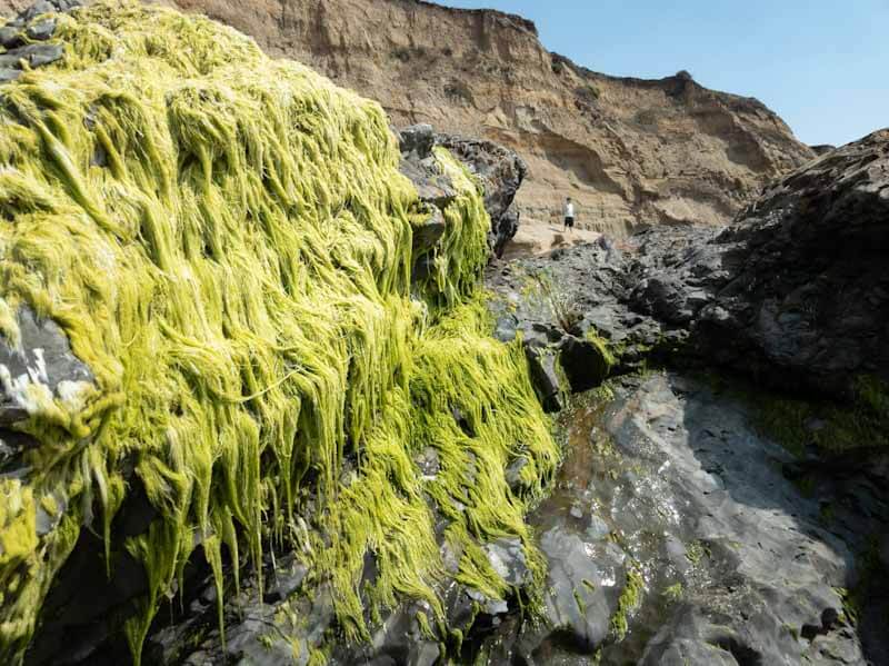 green algae on rocks