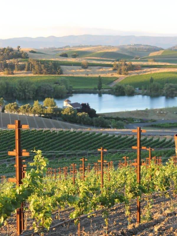 vineyards overlooking the lake
