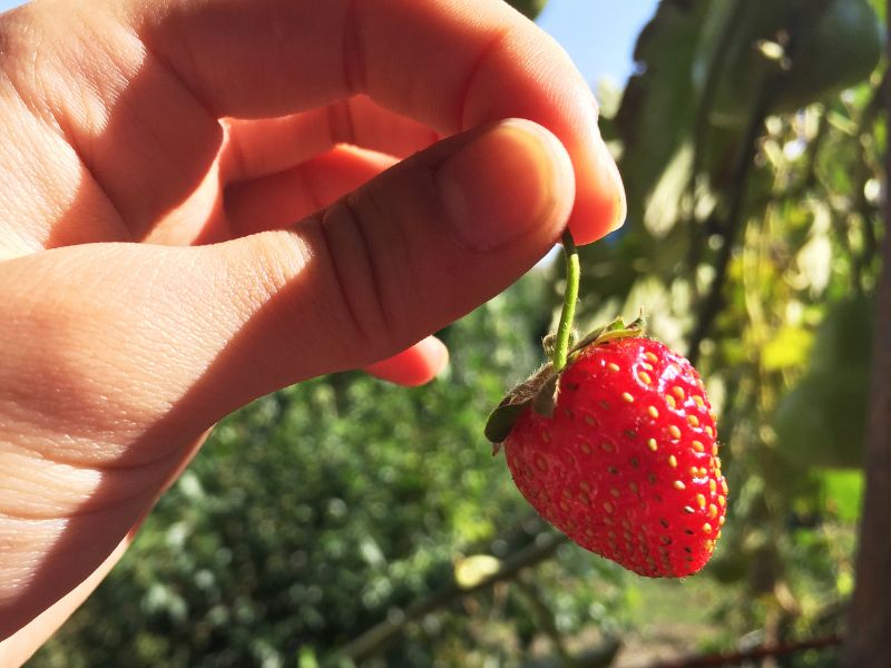 picked strawberry in farm