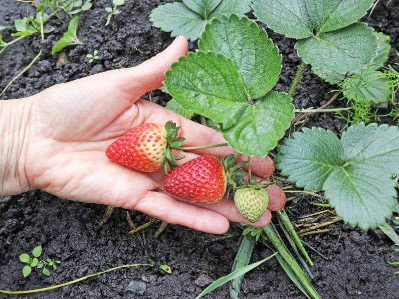 three strawberries attached to the plant