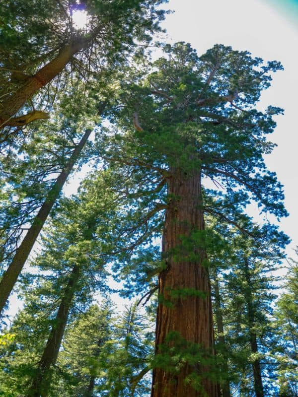 giant redwood trees