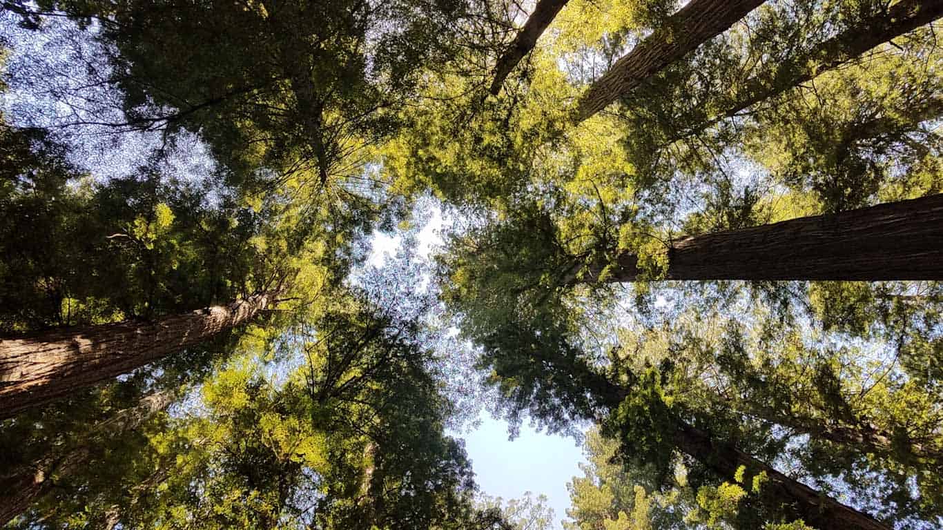 redwood trees