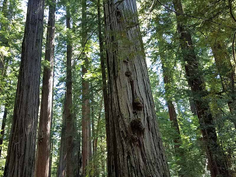 redwood trees