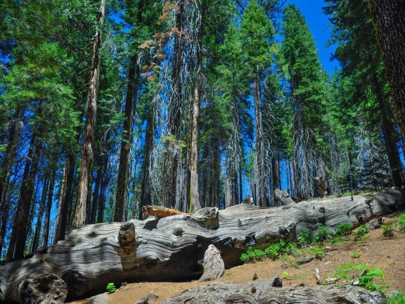 redwood tree grove with large fallen tree
